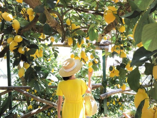 All Inclusive Fifty Shades of Lemon