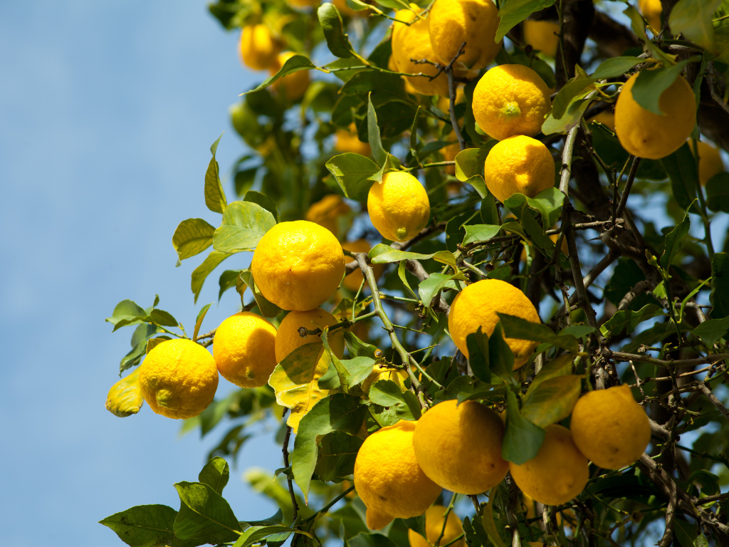 50 Shades of Lemon All Inclusive