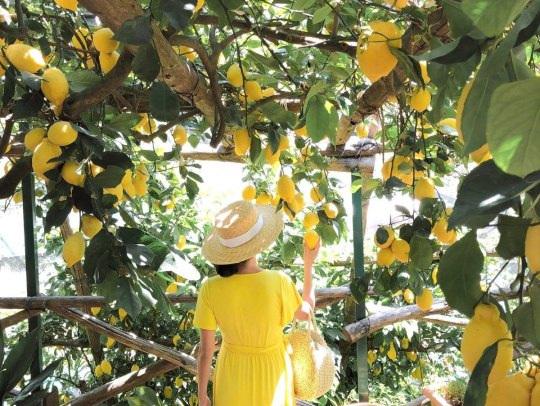 All Inclusive Fifty Shades of Lemon