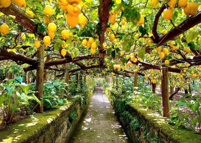 All Inclusive Pompeii, Sorrento, Lemon Tour & Light Lunch