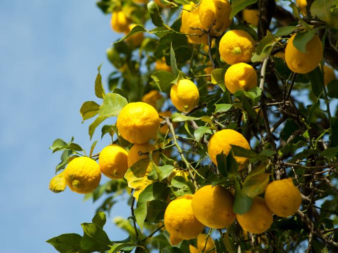 50 Shades of Lemon All Inclusive