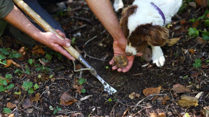 A Thrilling Truffle Hunt Experience